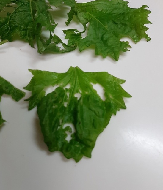 IMG_09072021_183143_(600_x_700_ピクセル).jpg