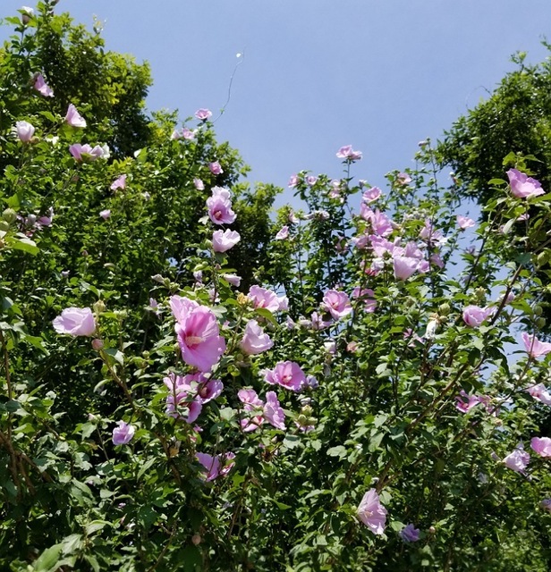 IMG_13082019_110332_(770_x_800_ピクセル).jpg